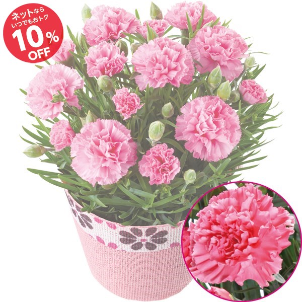 母の日 カーネーション花鉢 クレア Seiyuドットコム ギフト館