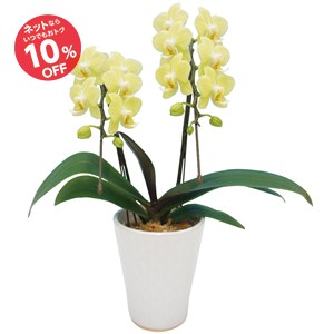 【父の日】ミディ胡蝶蘭カナリヤ
