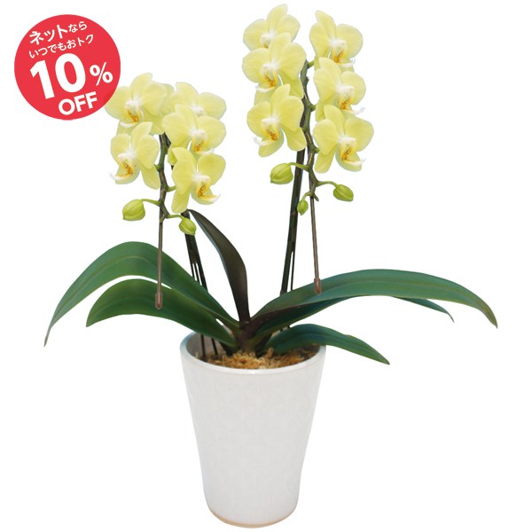 【父の日】ミディ胡蝶蘭カナリヤ