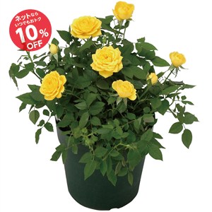 【父の日】ミニバラ 黄色