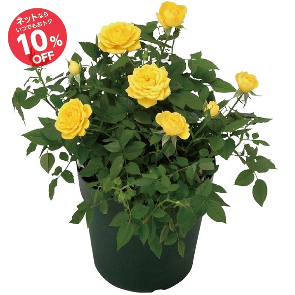 【父の日】ミニバラ 黄色