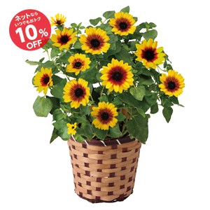 【父の日】ひまわり Honey