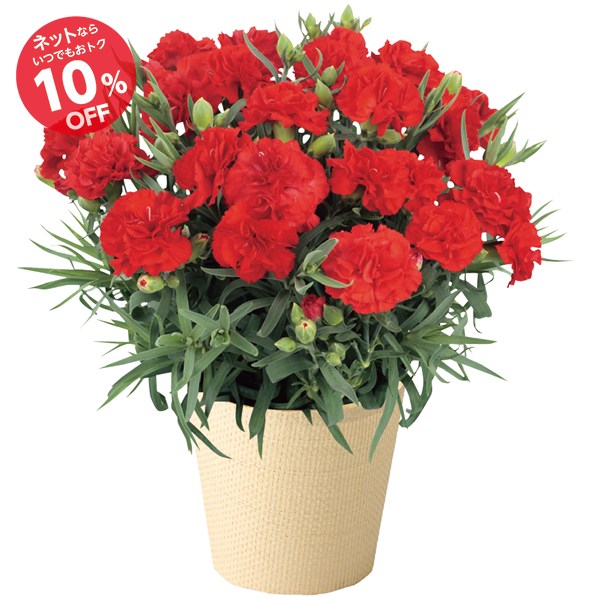 【母の日】カーネーション花鉢「感謝の気持ち」