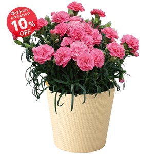 【母の日】カーネーション花鉢「ももりーな」