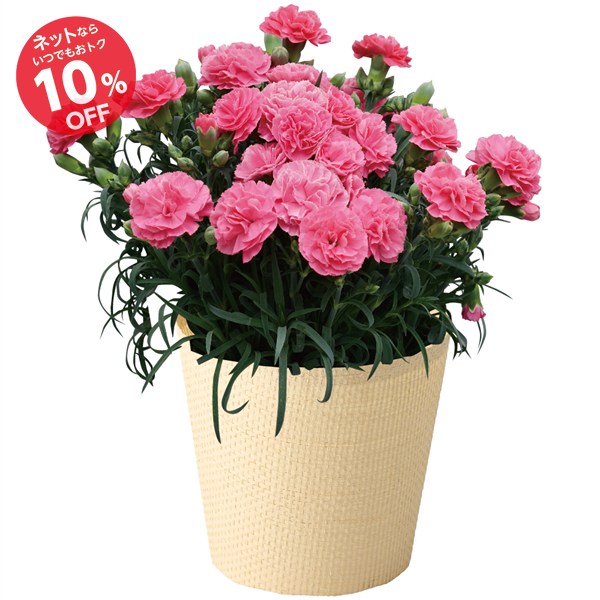 【母の日】カーネーション花鉢「ももりーな」
