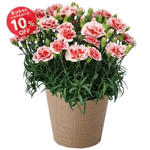 【母の日】カーネーション花鉢「いちごホイップ」