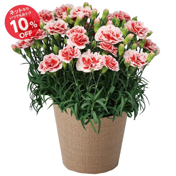 【母の日】カーネーション花鉢「いちごホイップ」