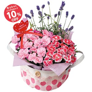 【母の日】カーネーション2色&ラベンダー