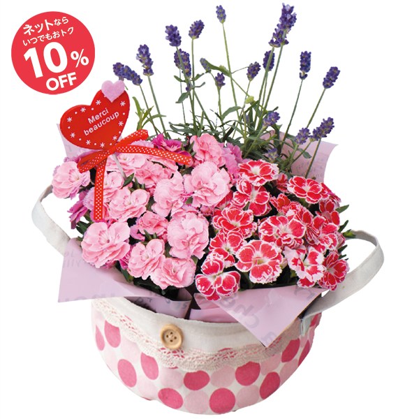 【母の日】カーネーション2色&ラベンダー