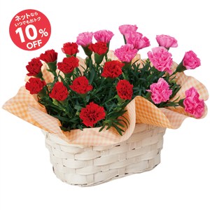 【母の日】カーネーションバスケット