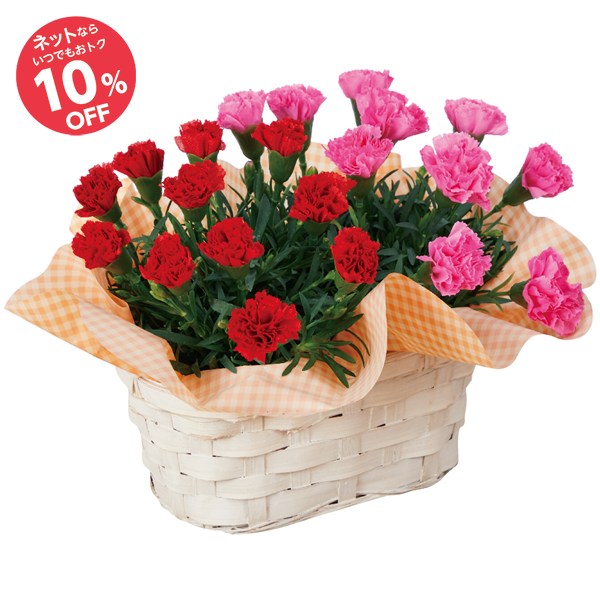 【母の日】カーネーションバスケット