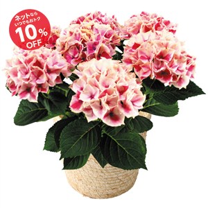 【母の日】あじさい「ピルニッツ」