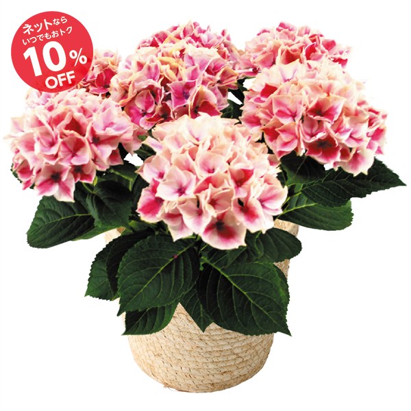 【母の日】あじさい「ピルニッツ」