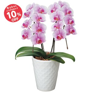 【母の日】ミディ胡蝶蘭 Lisa