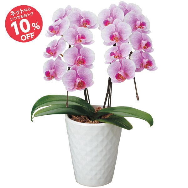 【母の日】ミディ胡蝶蘭 Lisa