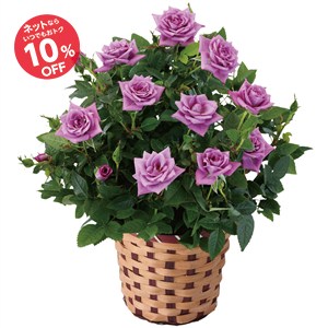 【母の日】ミニバラ ラベンダーコルダーナ