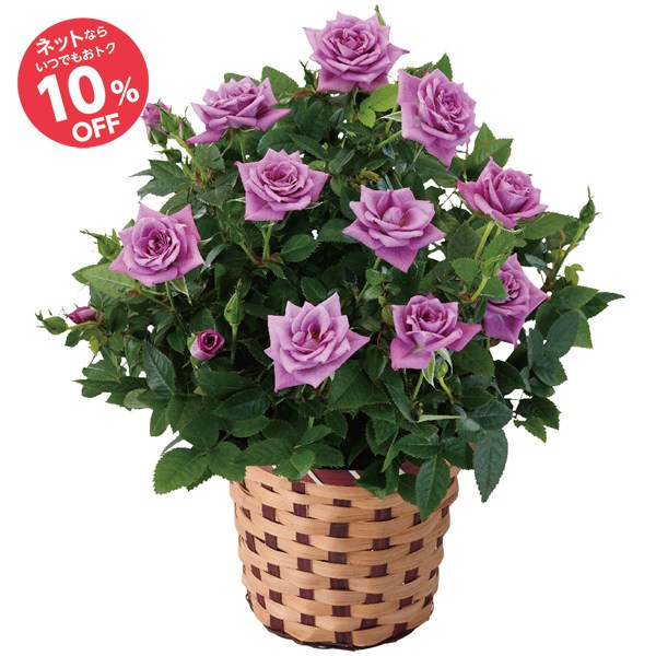 【母の日】ミニバラ ラベンダーコルダーナ