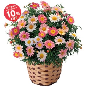 【母の日】マーガレット 苺みるく