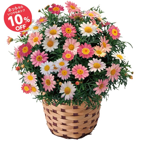 【母の日】マーガレット 苺みるく