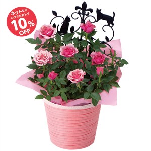 【母の日】ミニバラ 猫のトレリス