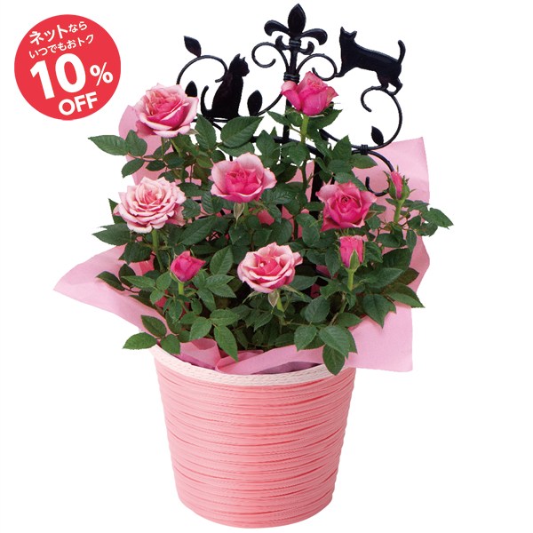 【母の日】ミニバラ 猫のトレリス