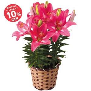 【母の日】スカシユリ ロザリン