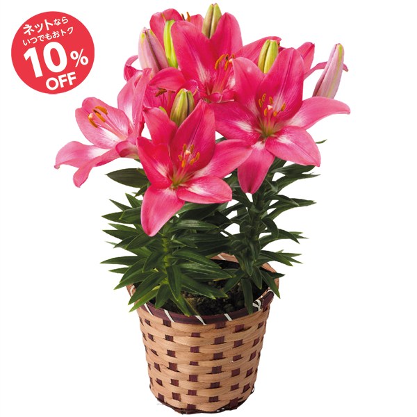 【母の日】スカシユリ ロザリン