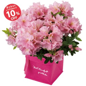 【母の日】八重咲きつつじ 姫孔雀