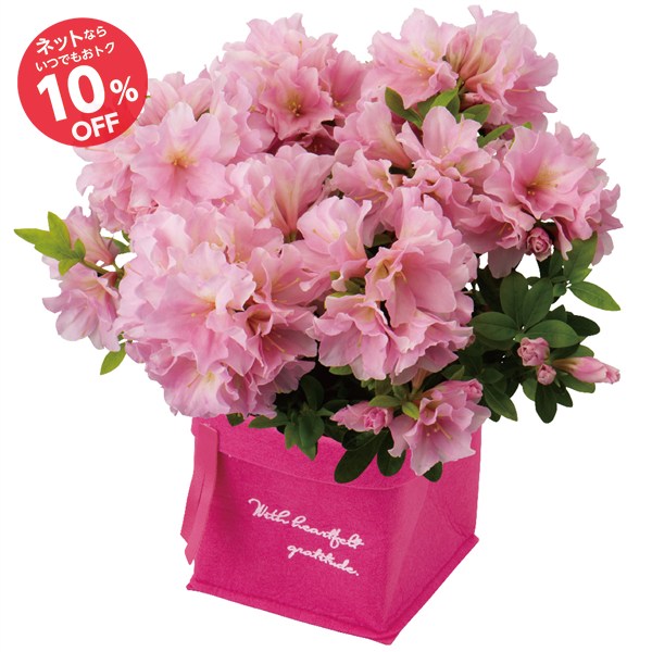 【母の日】八重咲きつつじ 姫孔雀