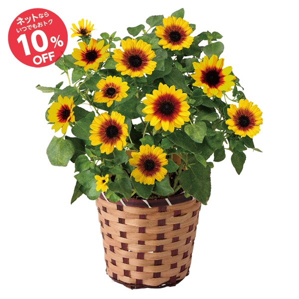 【母の日】ひまわり Honey