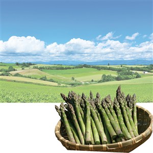 【父の日】北海道・美瑛町産 グリーンアスパラガス