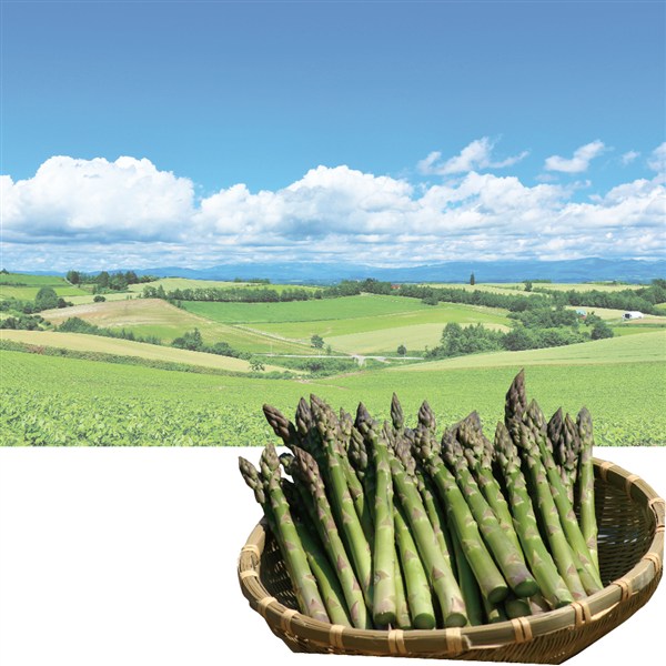 【父の日】北海道・美瑛町産 グリーンアスパラガス