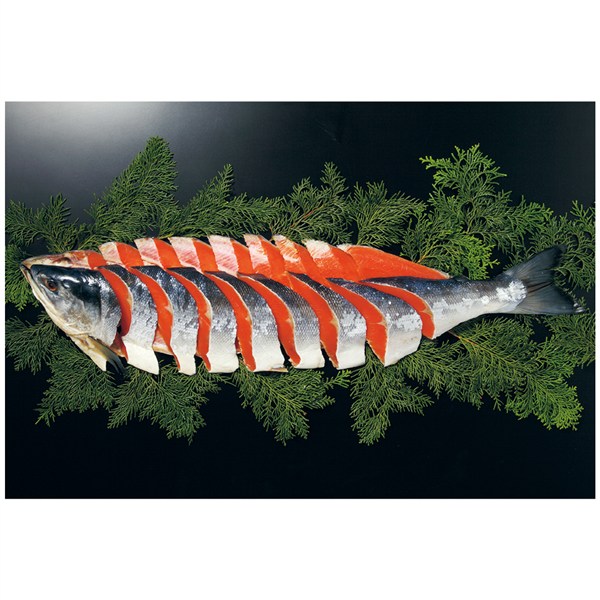 北海道加工  塩紅鮭姿切身（L）