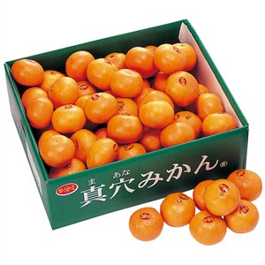 愛媛県産　真穴みかん