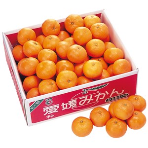 愛媛県産　宇和島みかん「味楽の赤箱」