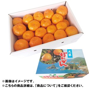 熊本県産　天草ぽんかん